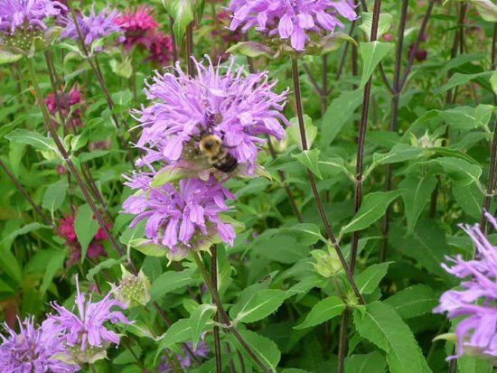 Jardin botanique de Shanghai